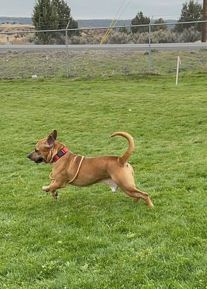 Chase