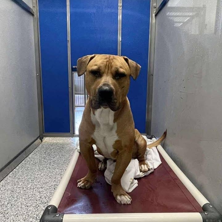 Chase, a Adoptable mixed breed in Prineville, OR image 6/6