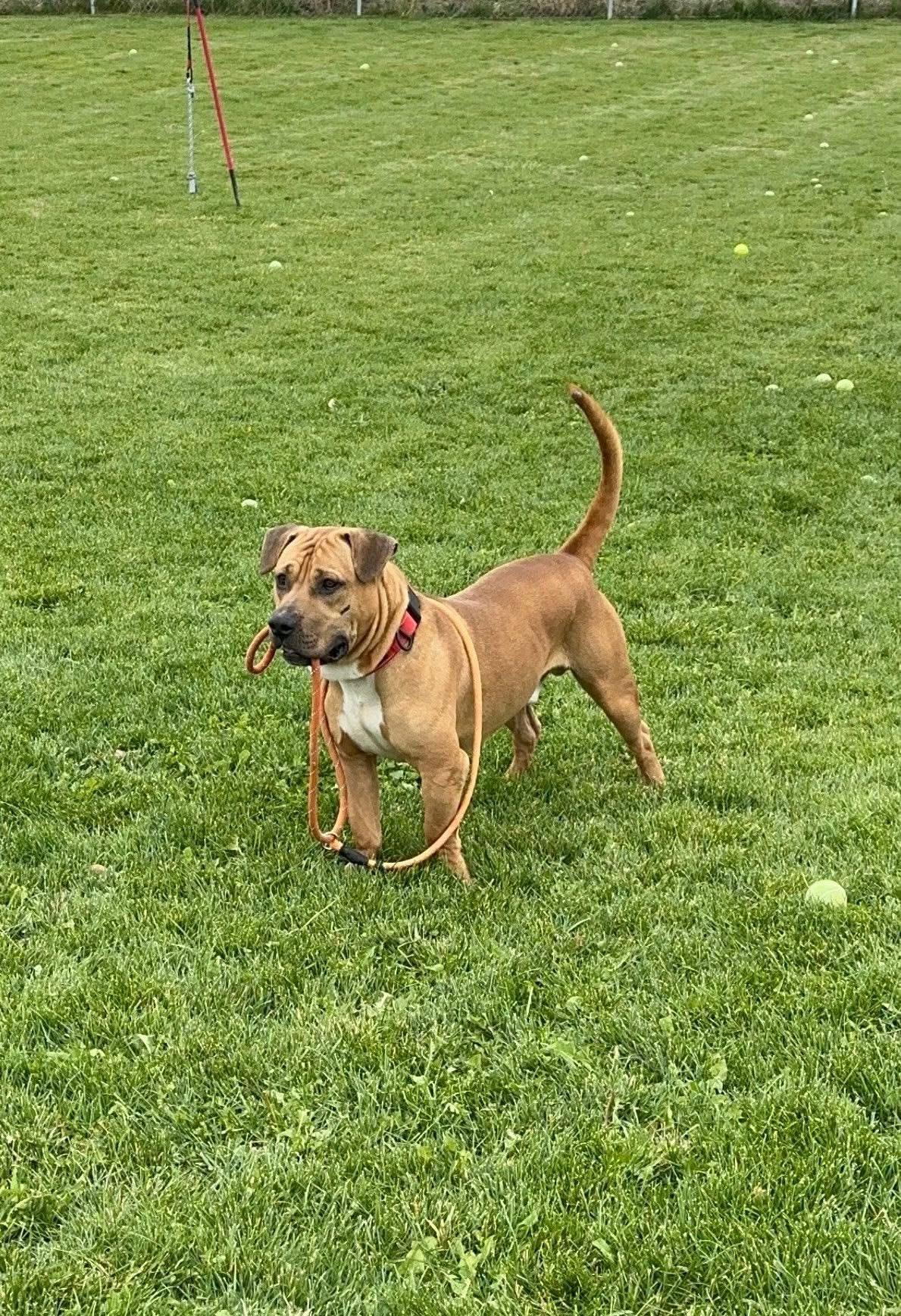 Chase, an adoptable American Bully, Corgi in Prineville, OR, 97754 | Photo Image 6