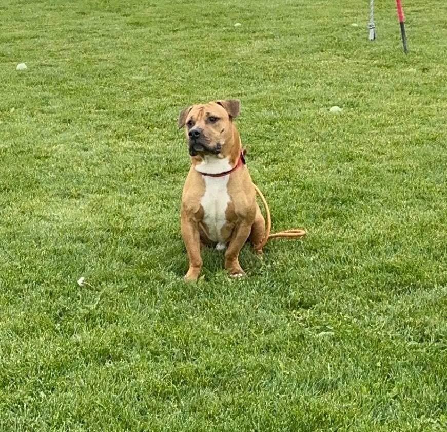 Chase, a Adoptable mixed breed in Prineville, OR image 3/6