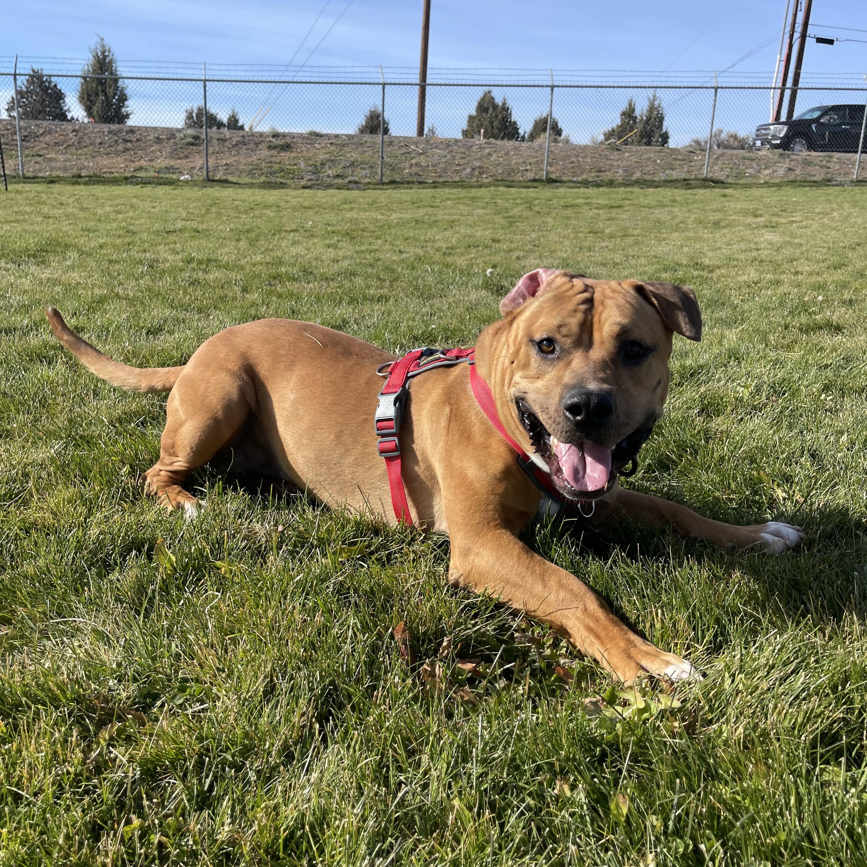Chase, an adoptable American Bully, Corgi in Prineville, OR, 97754 | Photo Image 3