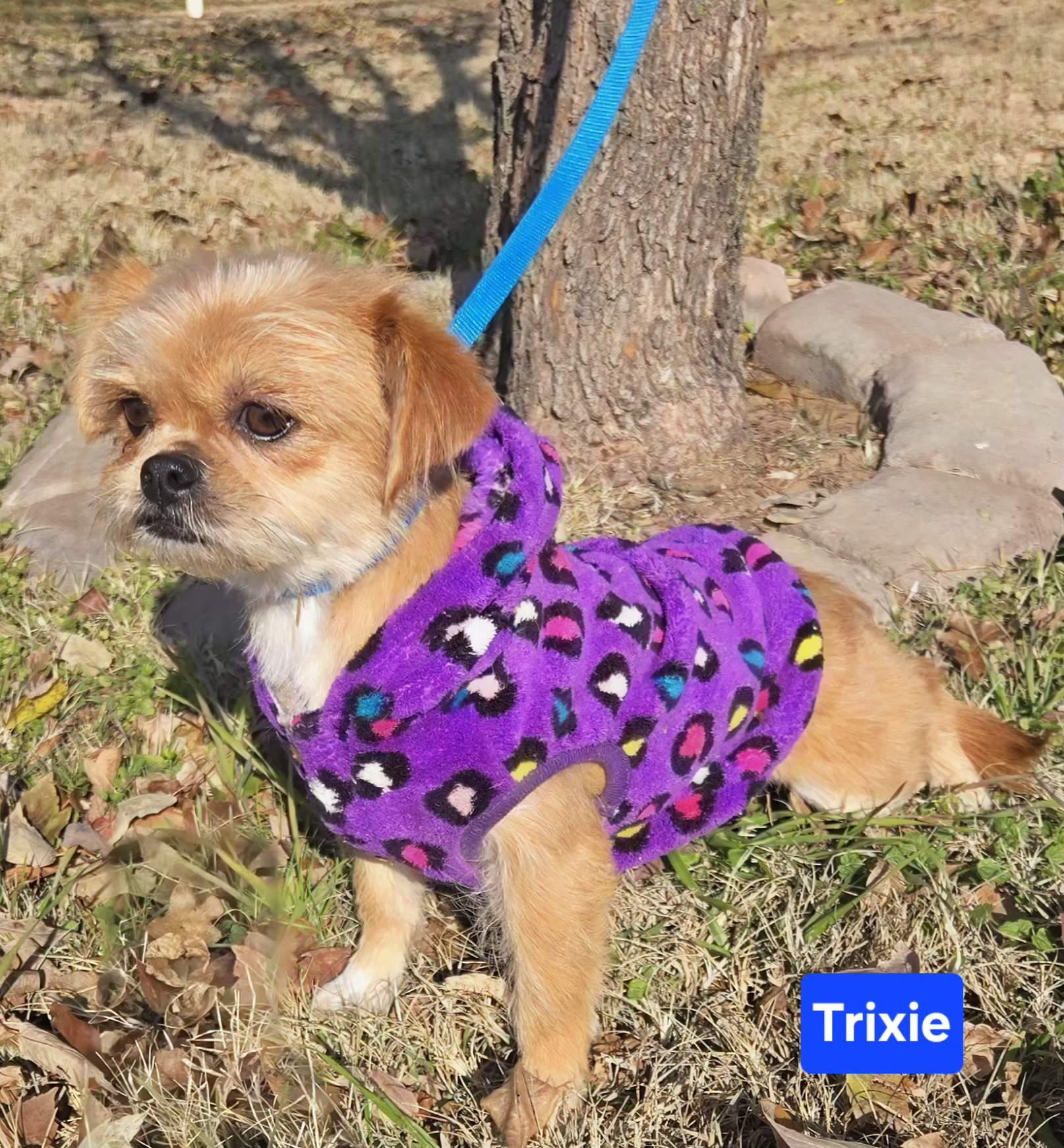 Trixie $425, a ADOPTABLE mixed breed in Milwaukee, WI image 2/5