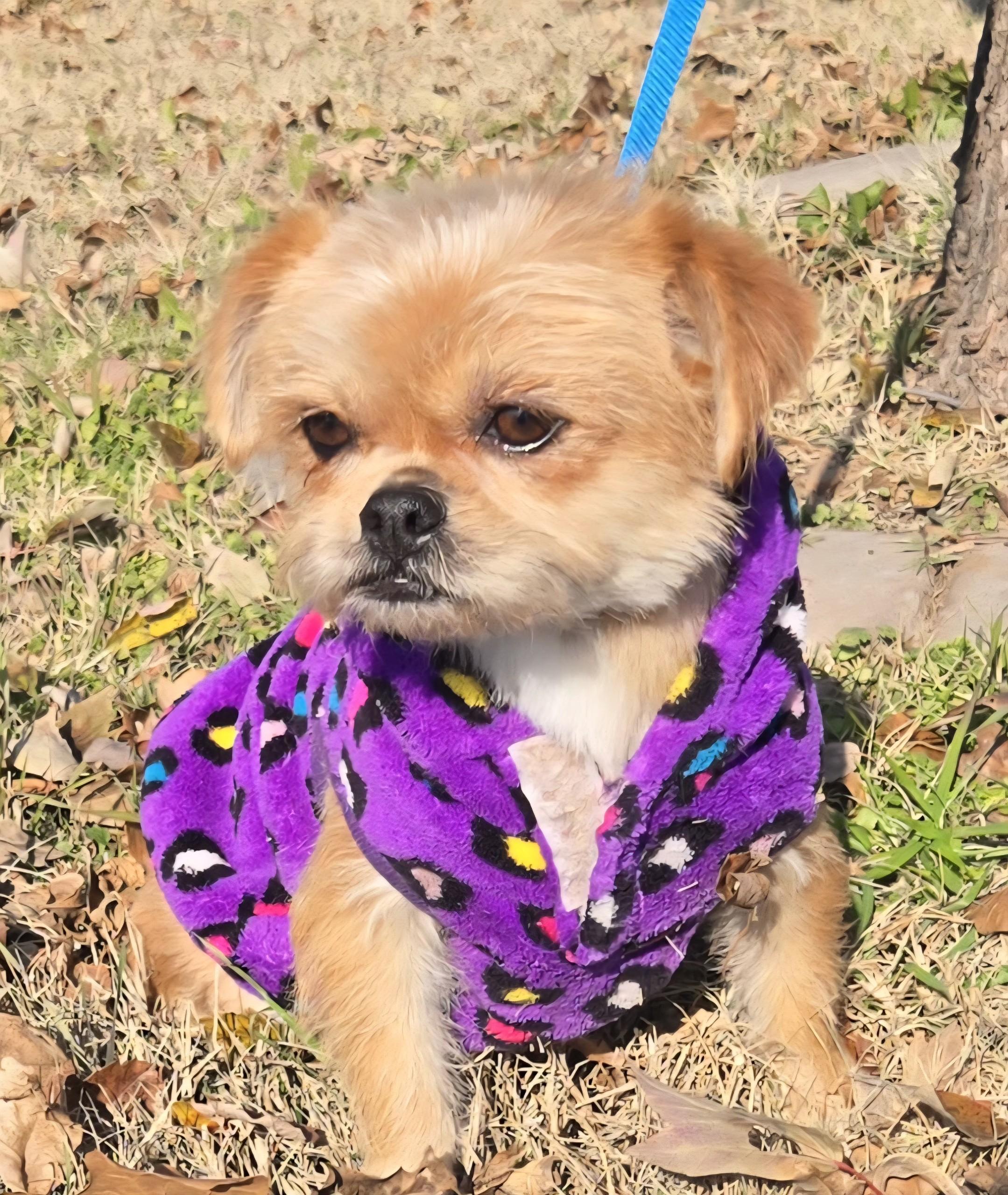 Trixie    $425, ADOPTABLE, Adult Female Terrier.