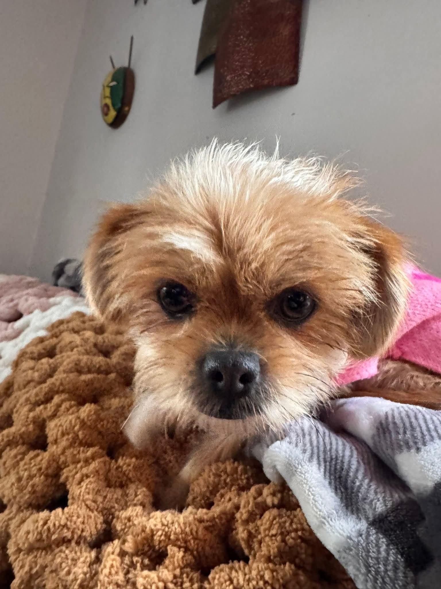 Enlarge Trixie    $425, a ADOPTABLE mixed breed in Milwaukee, WI image 4/6