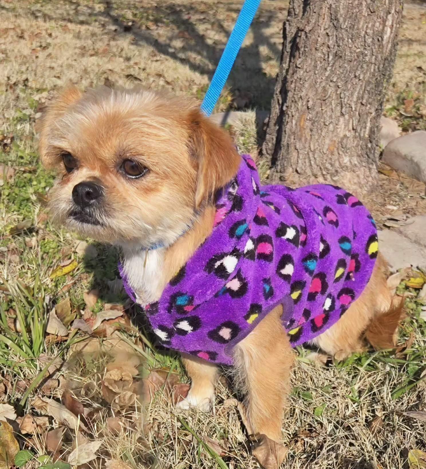 Trixie $425, a ADOPTABLE mixed breed in Milwaukee, WI image 4/5