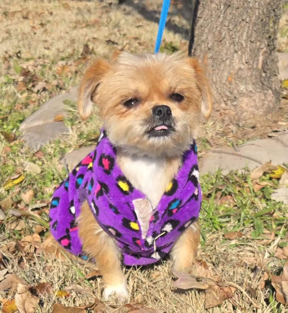 Trixie $425, a ADOPTABLE mixed breed in Milwaukee, WI image 5/5