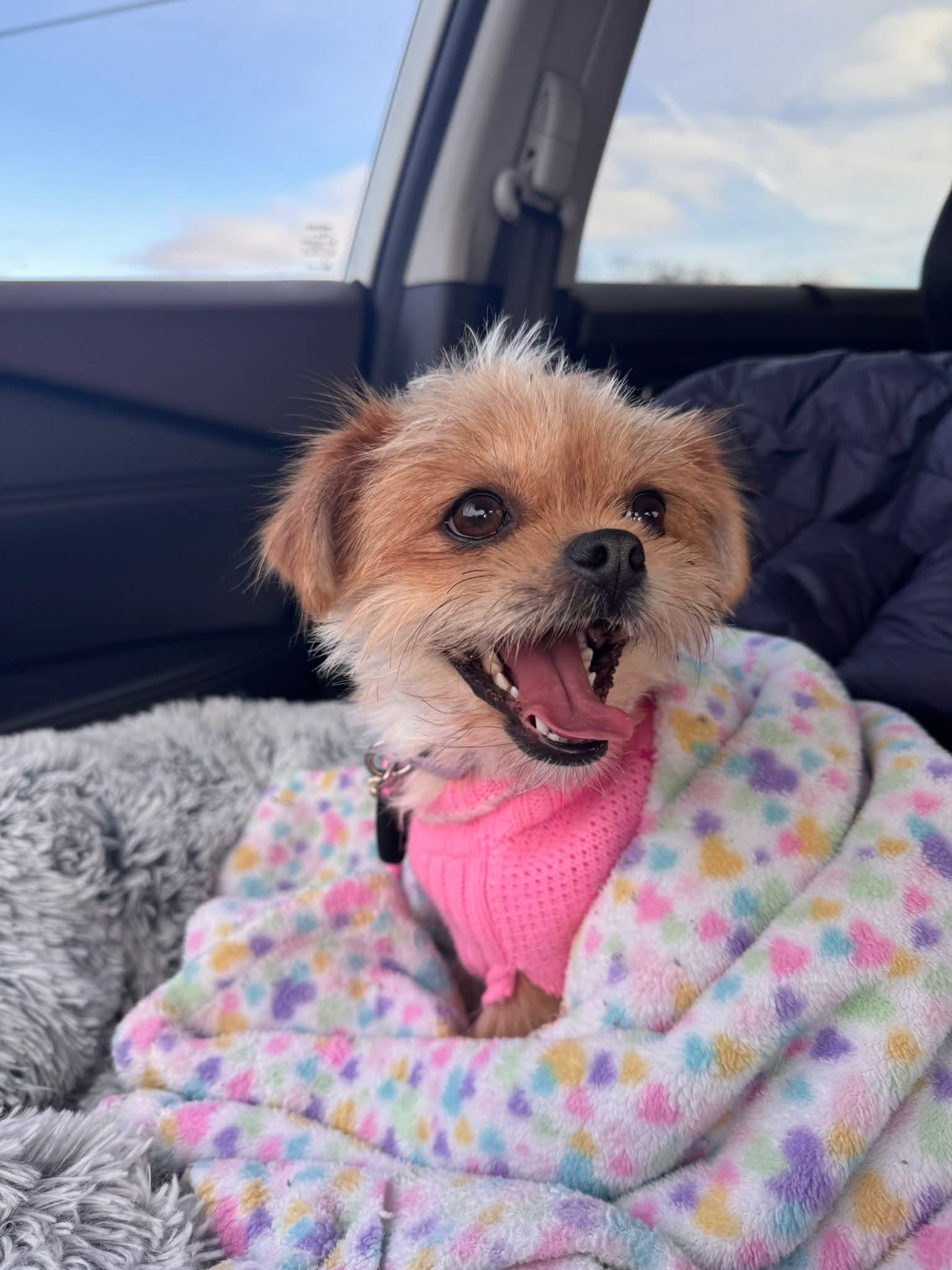 Enlarge Trixie    $425, a ADOPTABLE mixed breed in Milwaukee, WI image 5/6