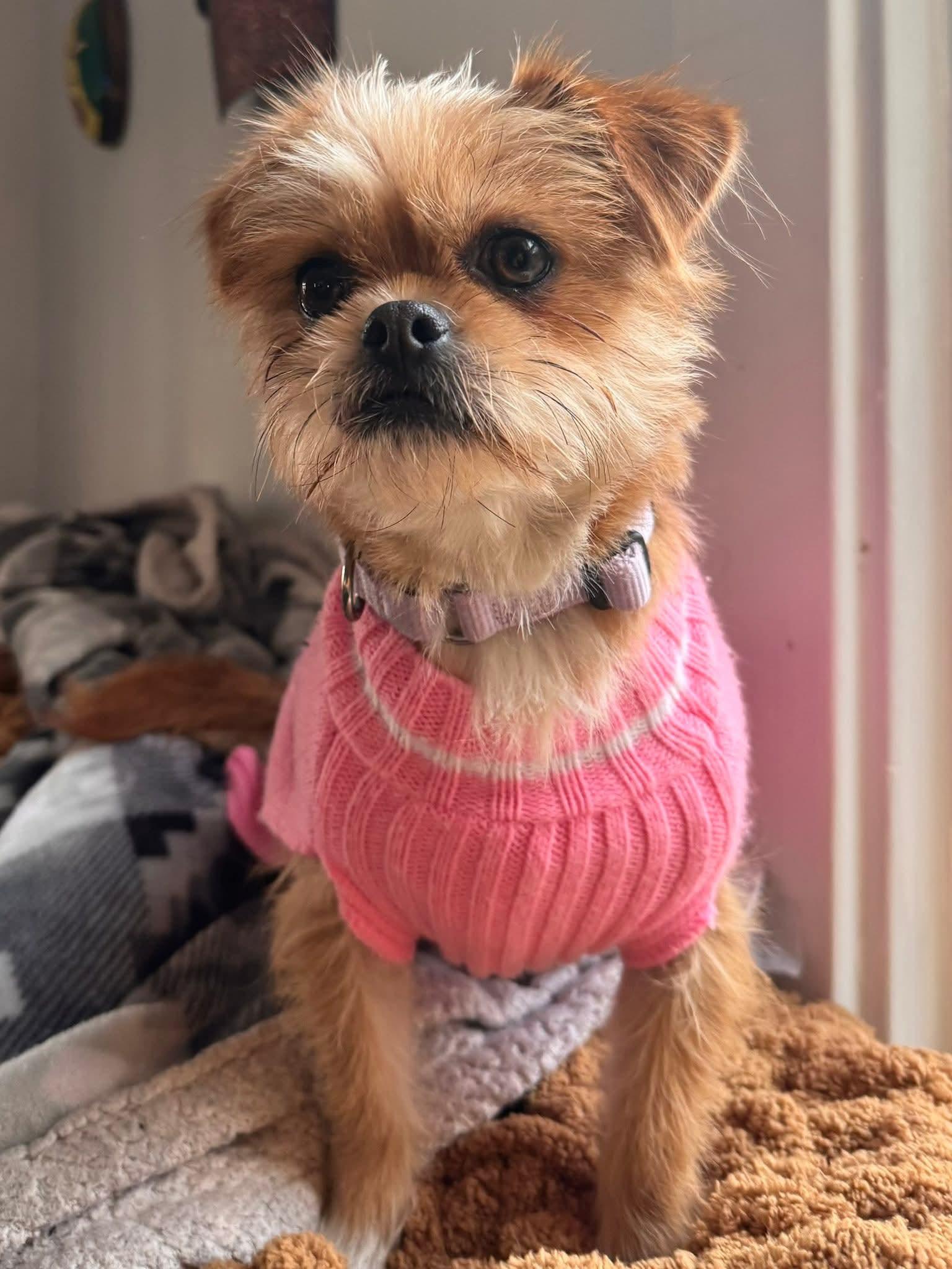 Trixie    $425, ADOPTABLE, Adult Female Terrier.