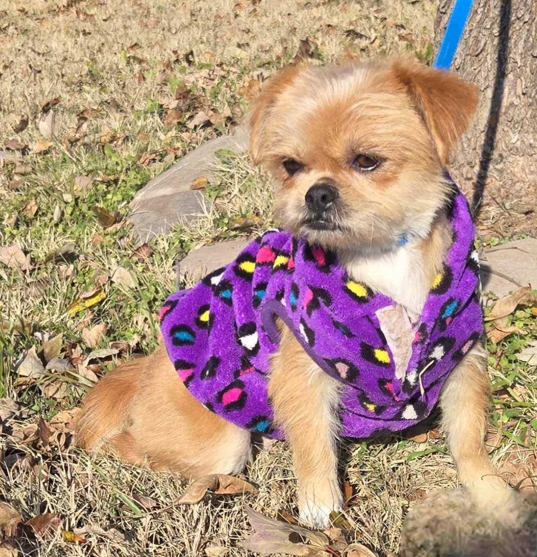 Trixie $425, a ADOPTABLE mixed breed in Milwaukee, WI image 3/5