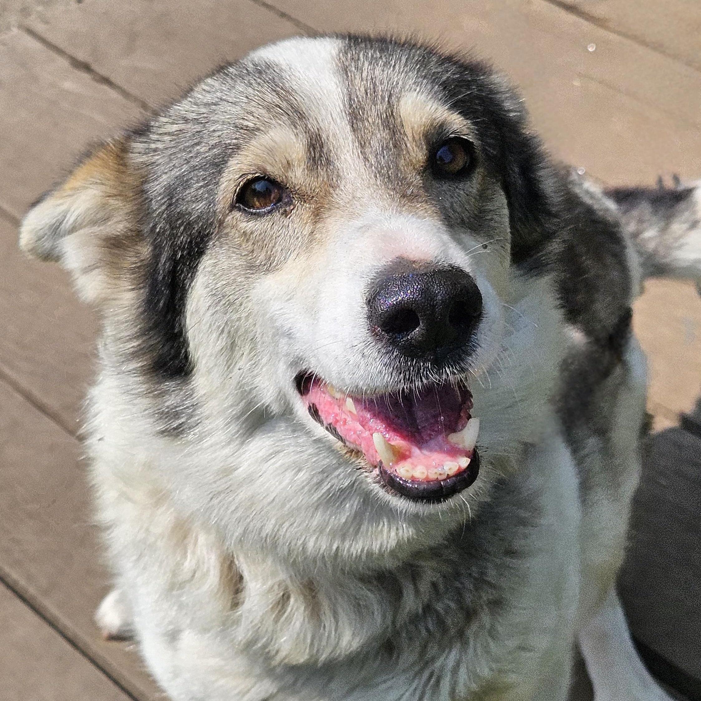 Ruby, Adoptable, Senior Female Husky.