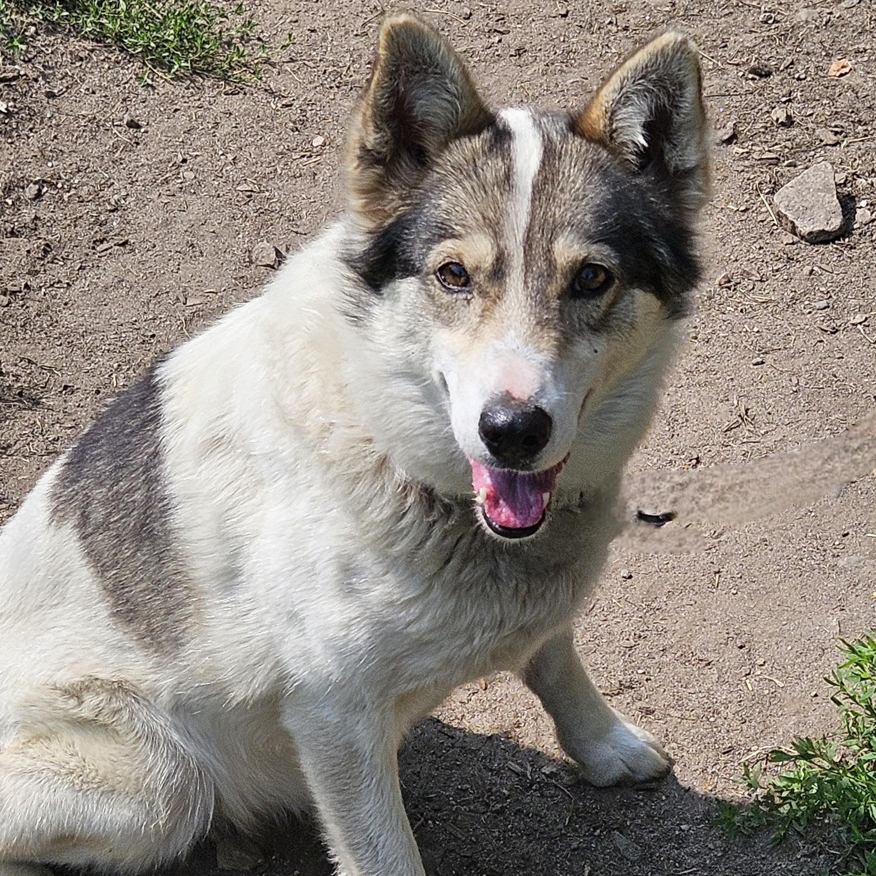 Enlarge Ruby, a Adoptable Husky in Jefferson, NH image 2/3
