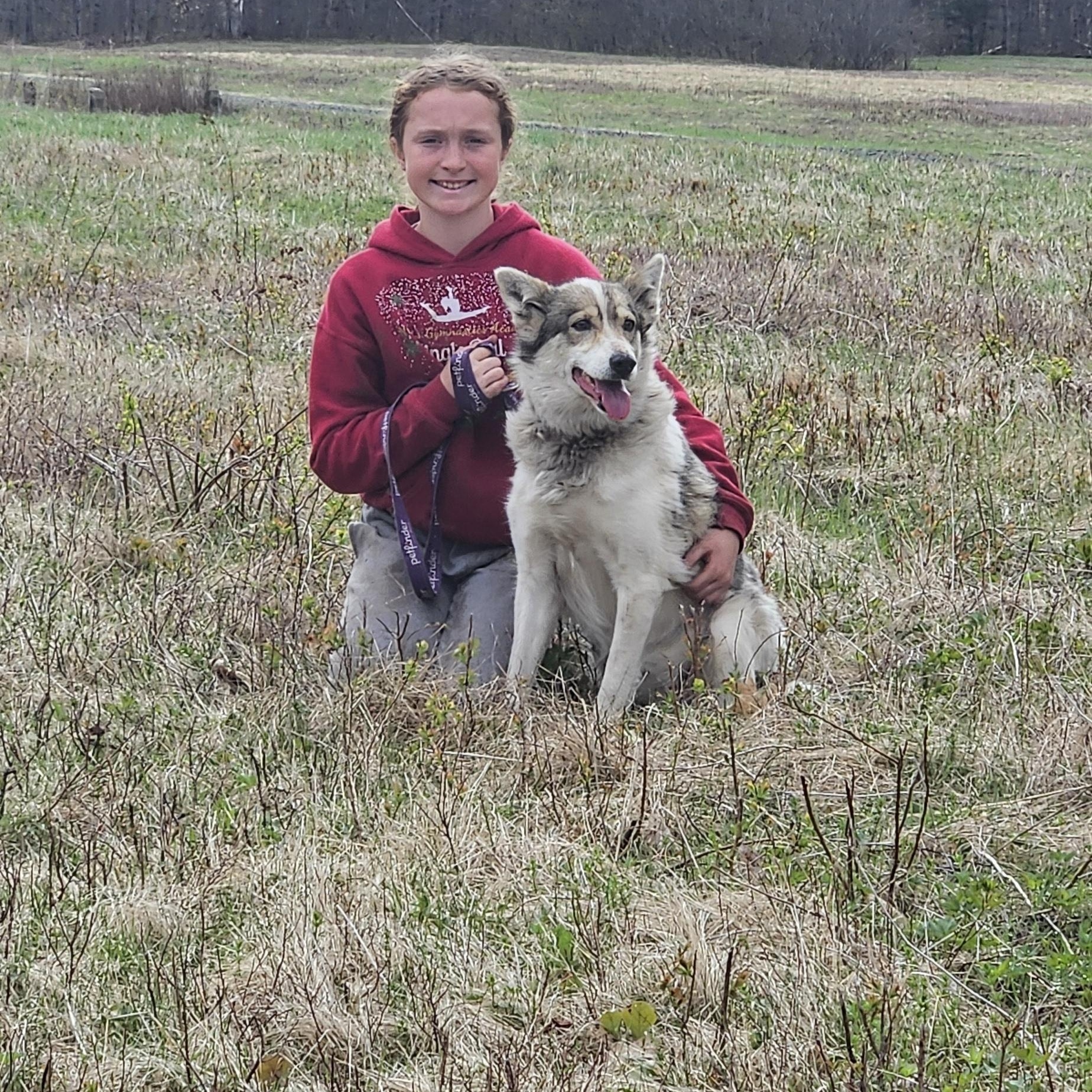 Enlarge Ruby, a Adoptable Husky in Jefferson, NH image 3/3