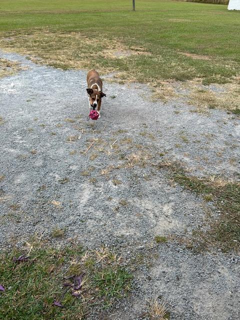 Enlarge Courtesy listing - Buddy, a Adopted mixed breed in Burgaw, NC image 1/1