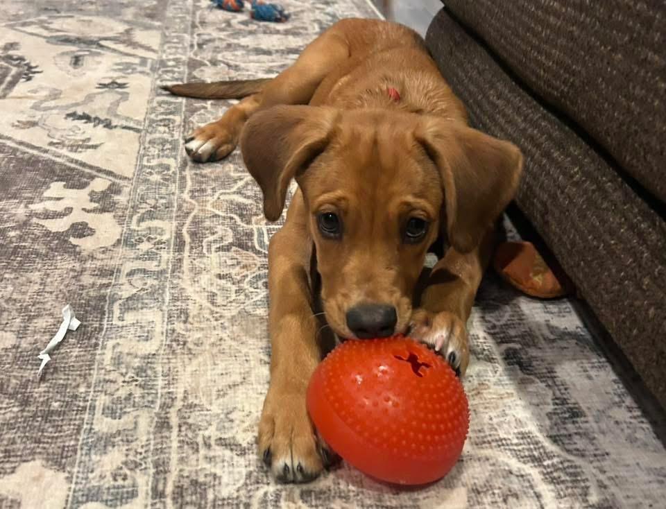 Loretta, Adopted, Puppy Female Hound.