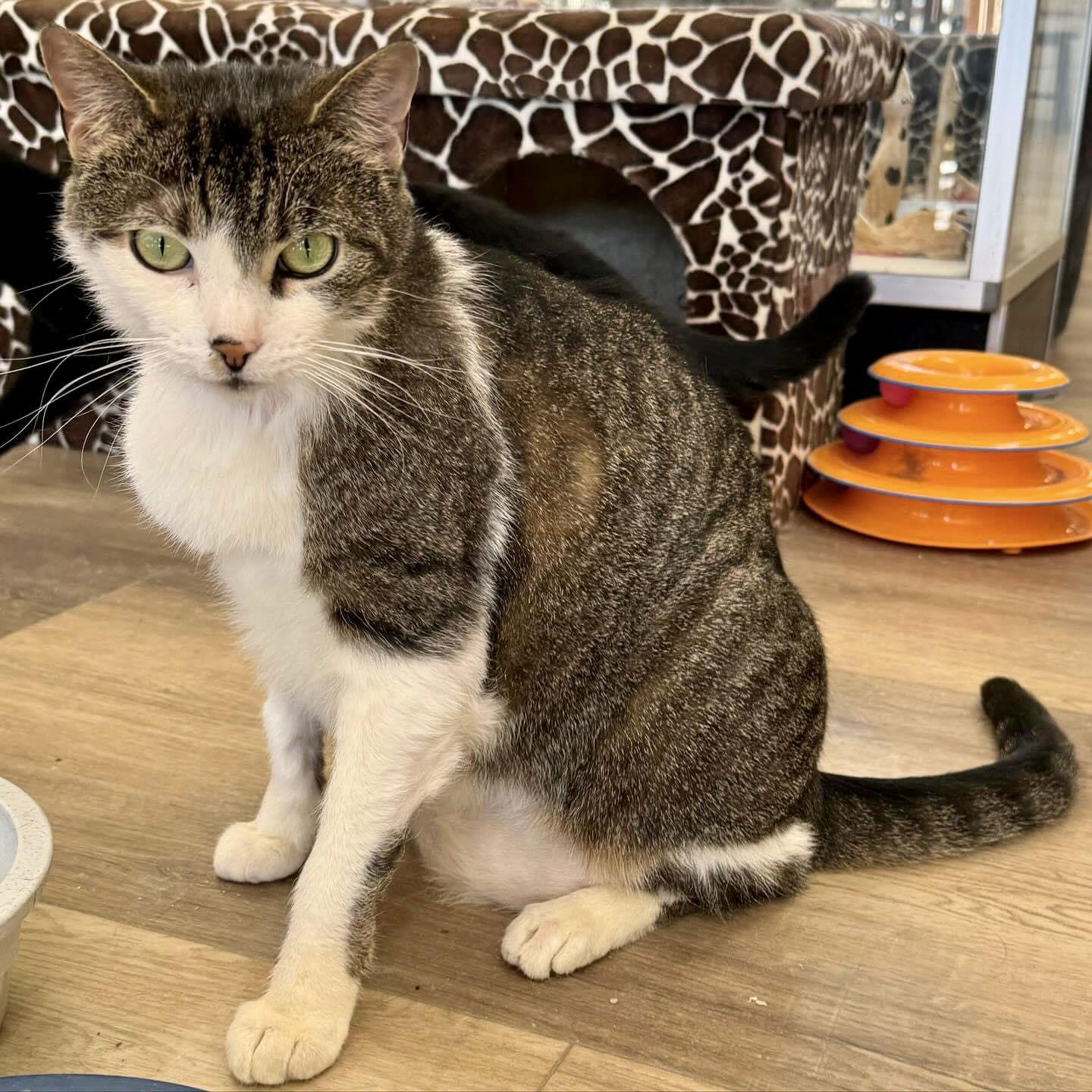 Ariel, a Adoptable Domestic Short Hair in Massapequa, NY image 1/3