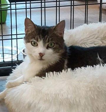 Ariel, a Adoptable Domestic Short Hair in Massapequa, NY image 2/3
