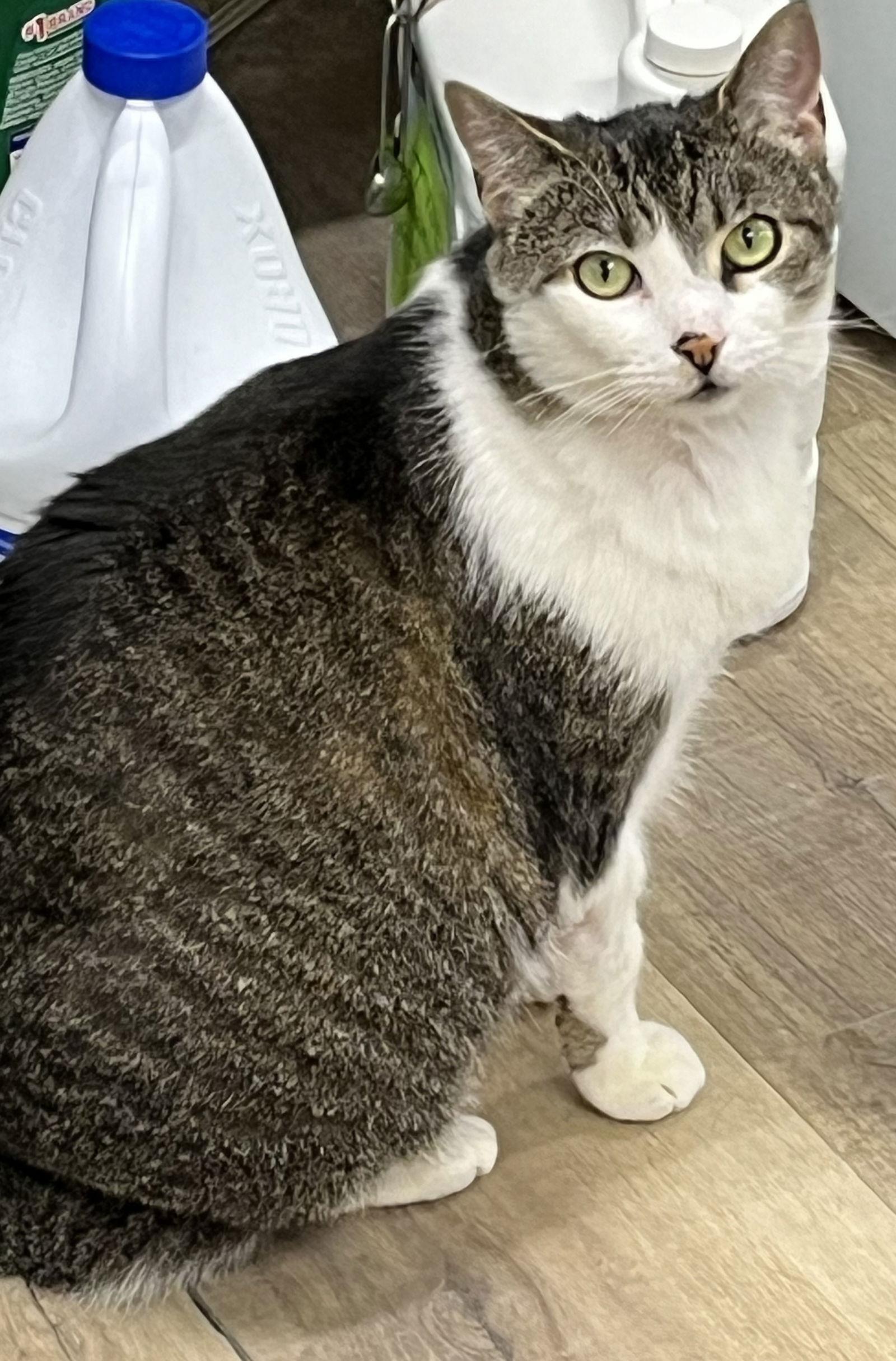 Ariel, a Adoptable Domestic Short Hair in Massapequa, NY image 3/3