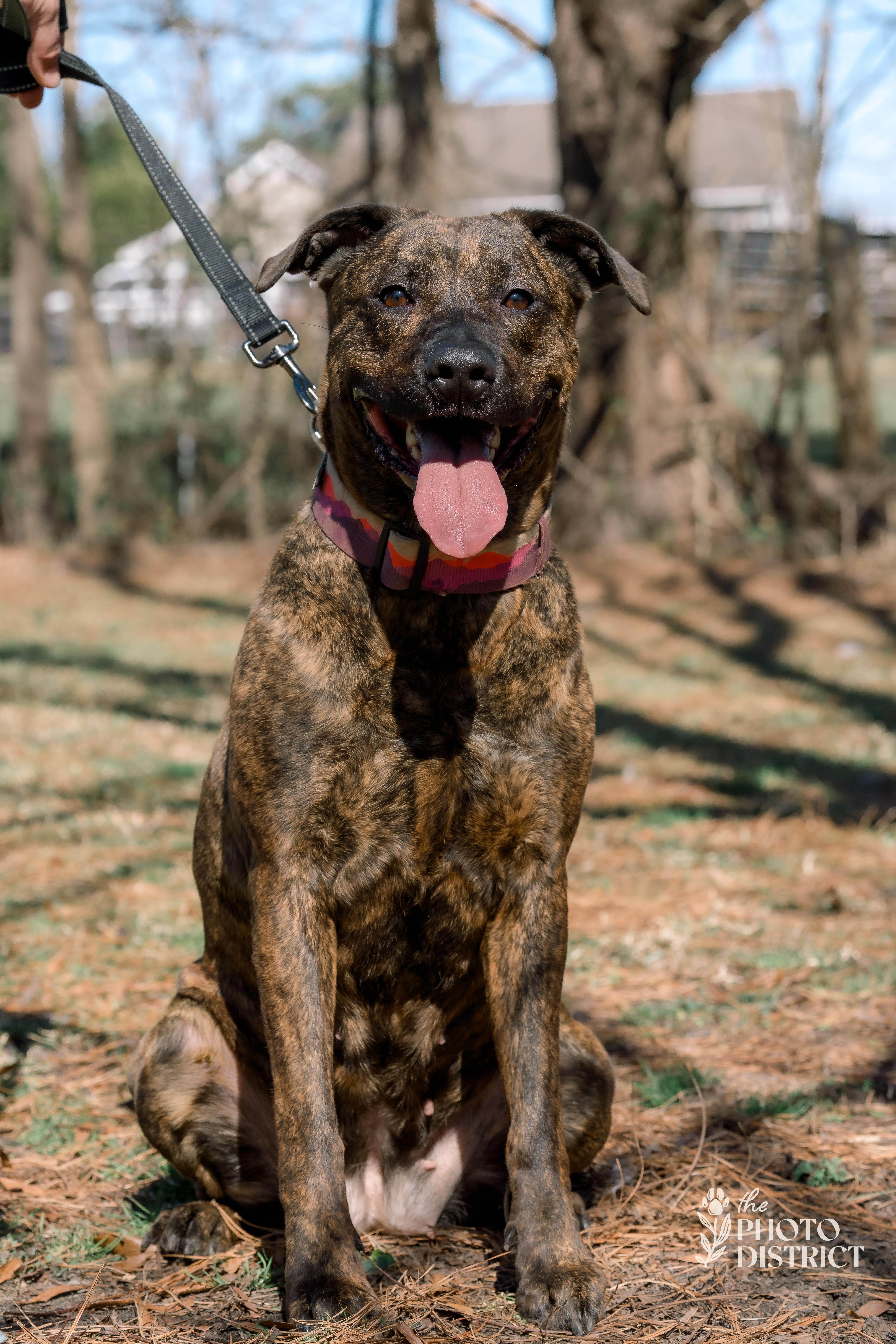 Callie, Adoptable, Adult Female Pit Bull Terrier.
