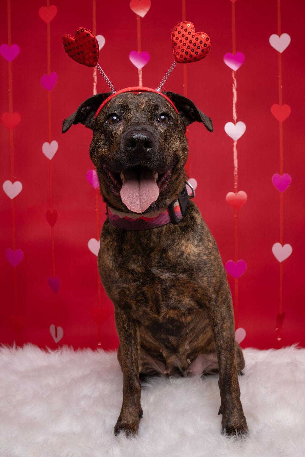Enlarge Callie, a Adoptable mixed breed in Willard, NC image 2/6