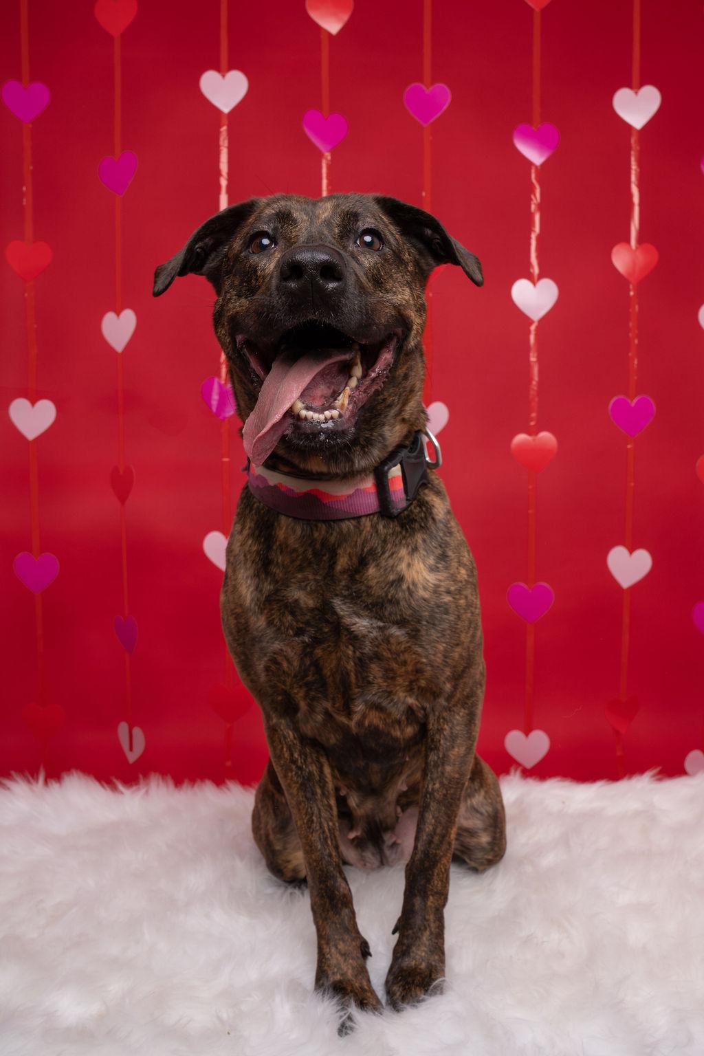 Enlarge Callie, a Adoptable mixed breed in Willard, NC image 3/6