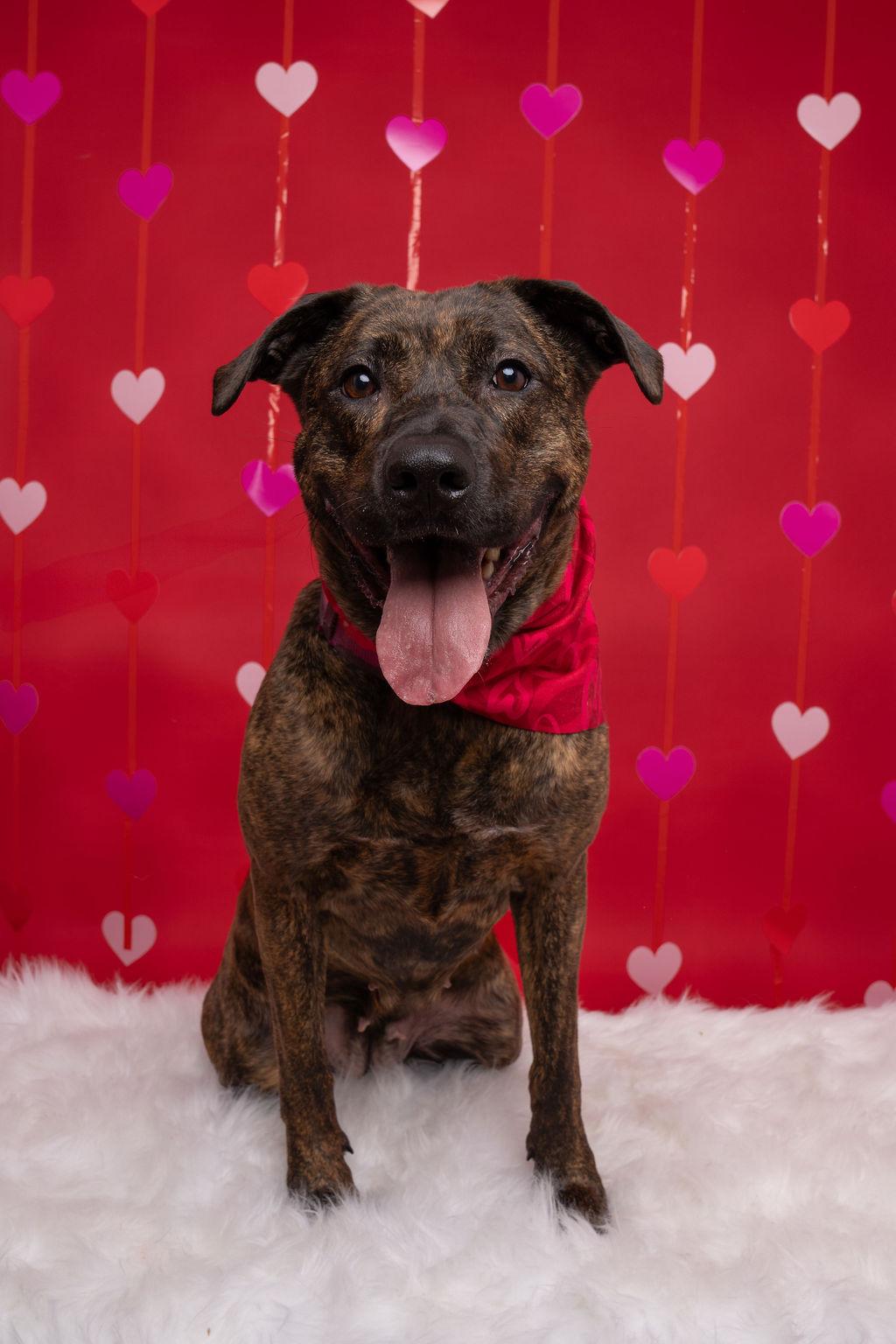 Enlarge Callie, a Adoptable mixed breed in Willard, NC image 4/6