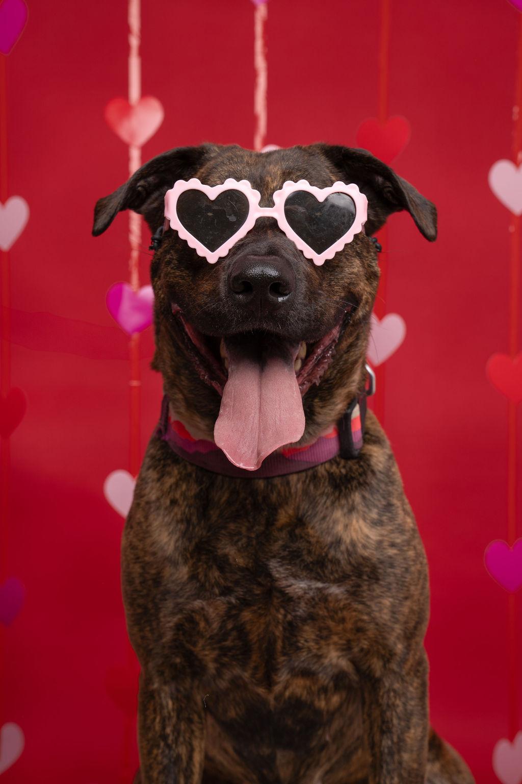 Enlarge Callie, a Adoptable mixed breed in Willard, NC image 5/6