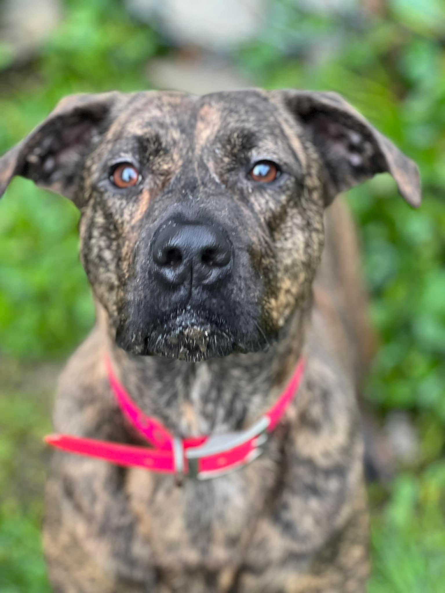 Enlarge Callie, a Adoptable mixed breed in Willard, NC image 6/6