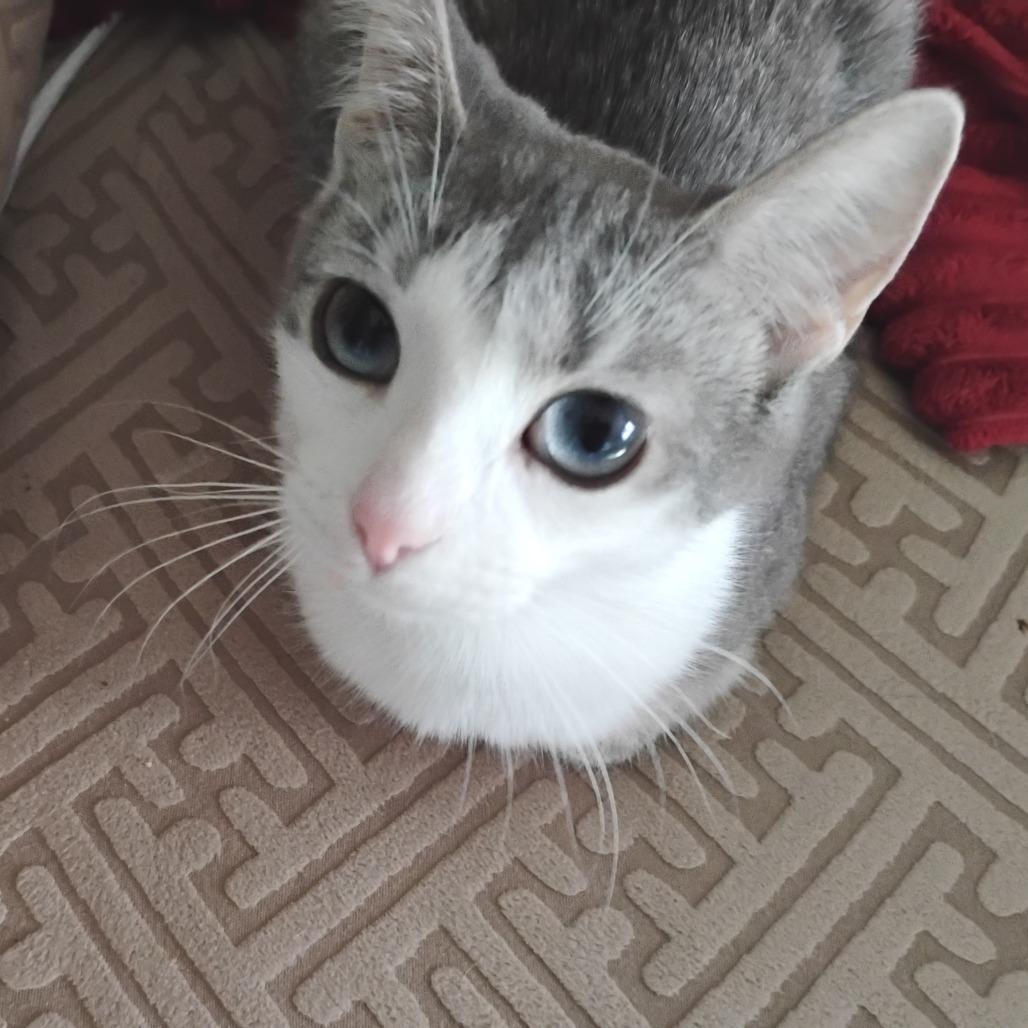Enlarge Vashti, a Adoptable Domestic Short Hair in Chaska, MN image 1/5