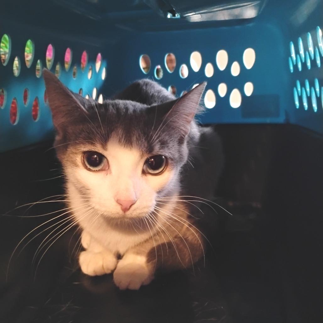 Enlarge Vashti, a Adoptable Domestic Short Hair in Chaska, MN image 2/5