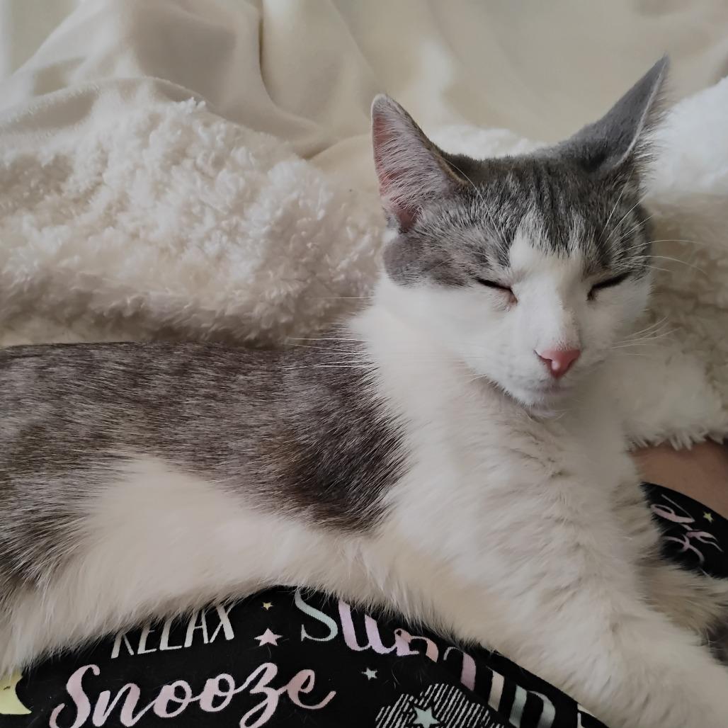 Enlarge Vashti, a Adoptable Domestic Short Hair in Chaska, MN image 4/5
