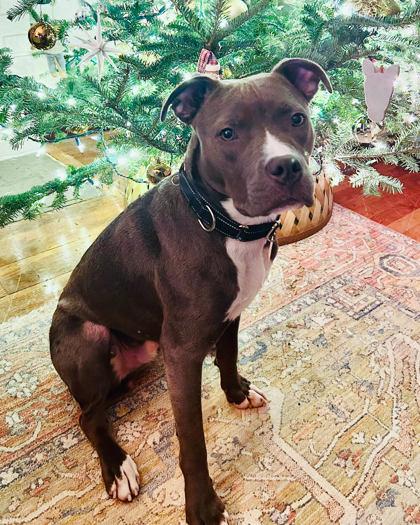 Enlarge Nigel, a Adoptable mixed breed in Washington, DC image 1/3