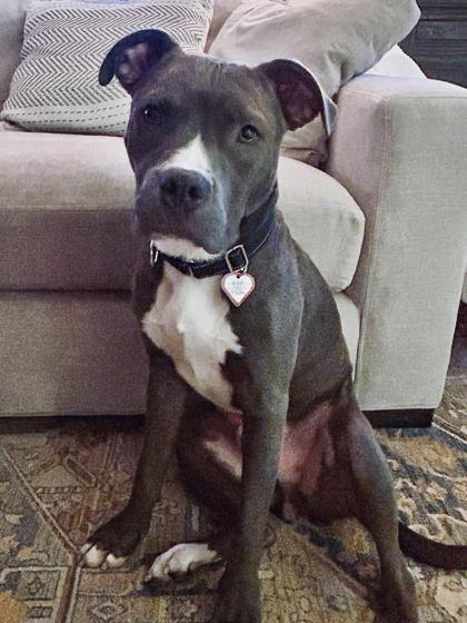 Enlarge Nigel, a Adoptable mixed breed in Washington, DC image 2/3