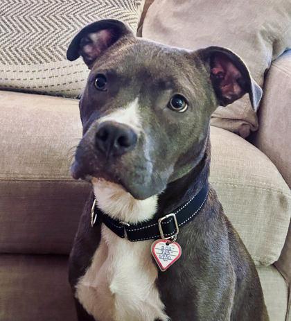 Enlarge Nigel, a Adoptable mixed breed in Washington, DC image 3/3