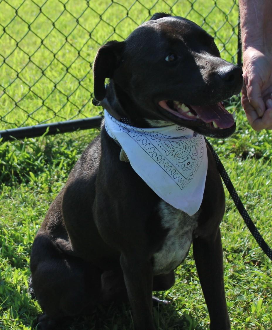 Enlarge STELLA, a ADOPTABLE mixed breed in Claremore, OK image 1/2