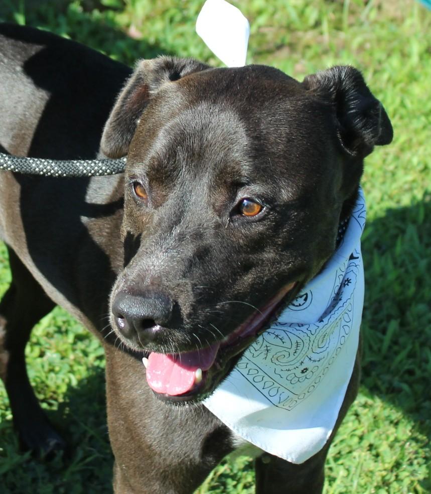 Enlarge STELLA, a ADOPTABLE mixed breed in Claremore, OK image 2/2