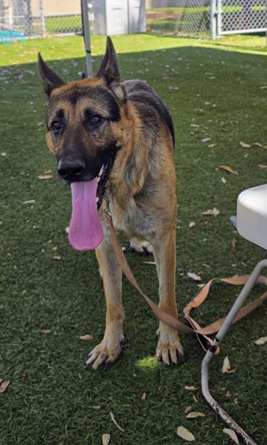 Enlarge ACE, a Adoptable German Shepherd Dog in Downey, CA image 1/1