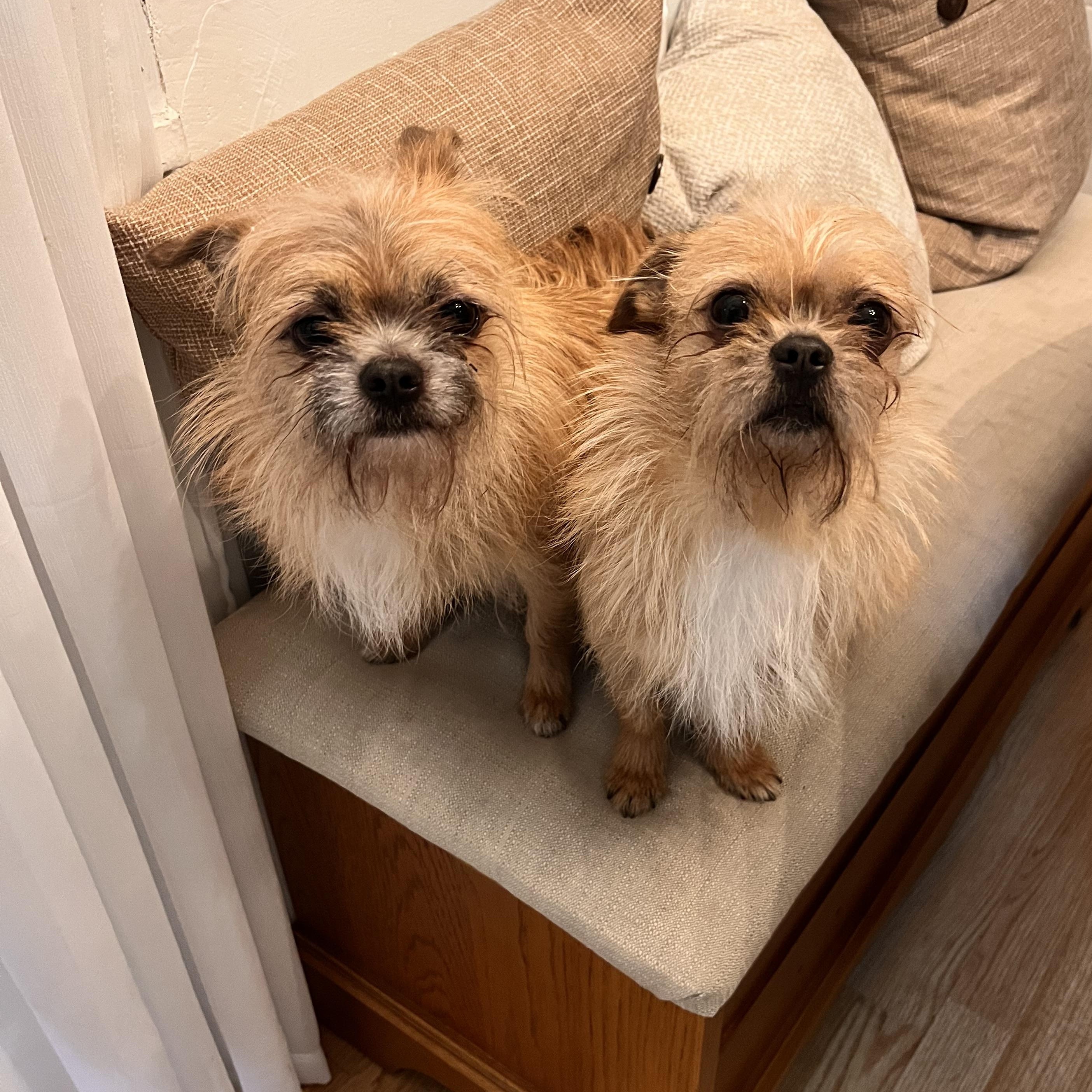 Enlarge Jerry and Saes , a ADOPTABLE Brussels Griffon in Mount Prospect, IL image 1/5