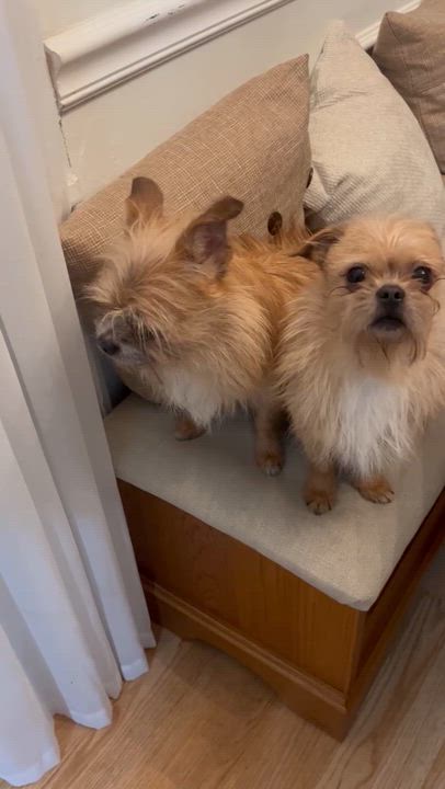 Enlarge Jerry and Saes , a ADOPTABLE Brussels Griffon in Mount Prospect, IL video 4/5