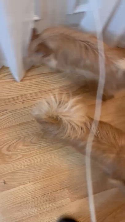 Enlarge Jerry and Saes , a ADOPTABLE Brussels Griffon in Mount Prospect, IL video 3/5