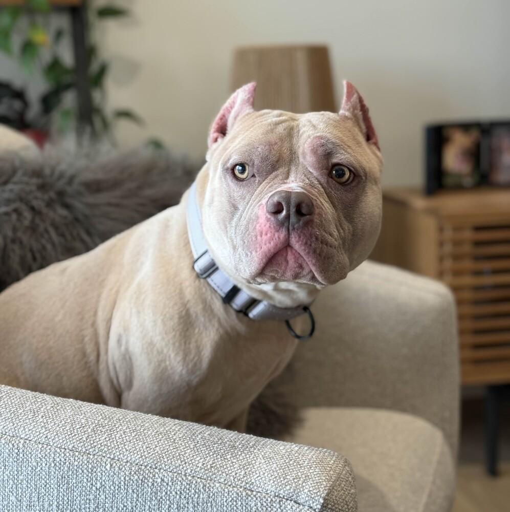 Enlarge Smurf - AVAILABLE, a Adoptable Pit Bull Terrier in Seattle, WA image 3/6