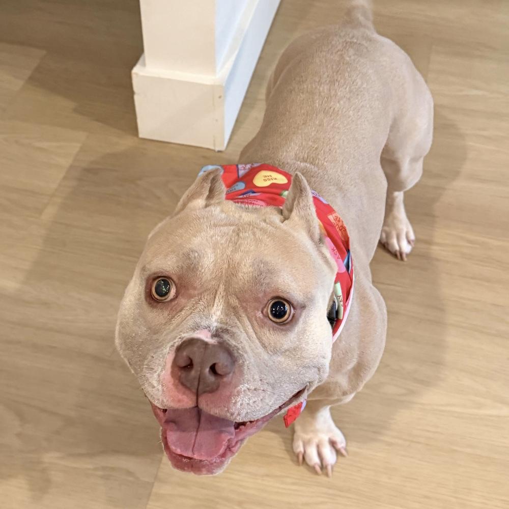 Enlarge Smurf - AVAILABLE, a Adoptable Pit Bull Terrier in Seattle, WA image 1/6