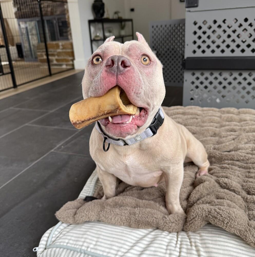 Enlarge Smurf - AVAILABLE, a Adoptable Pit Bull Terrier in Seattle, WA image 4/6