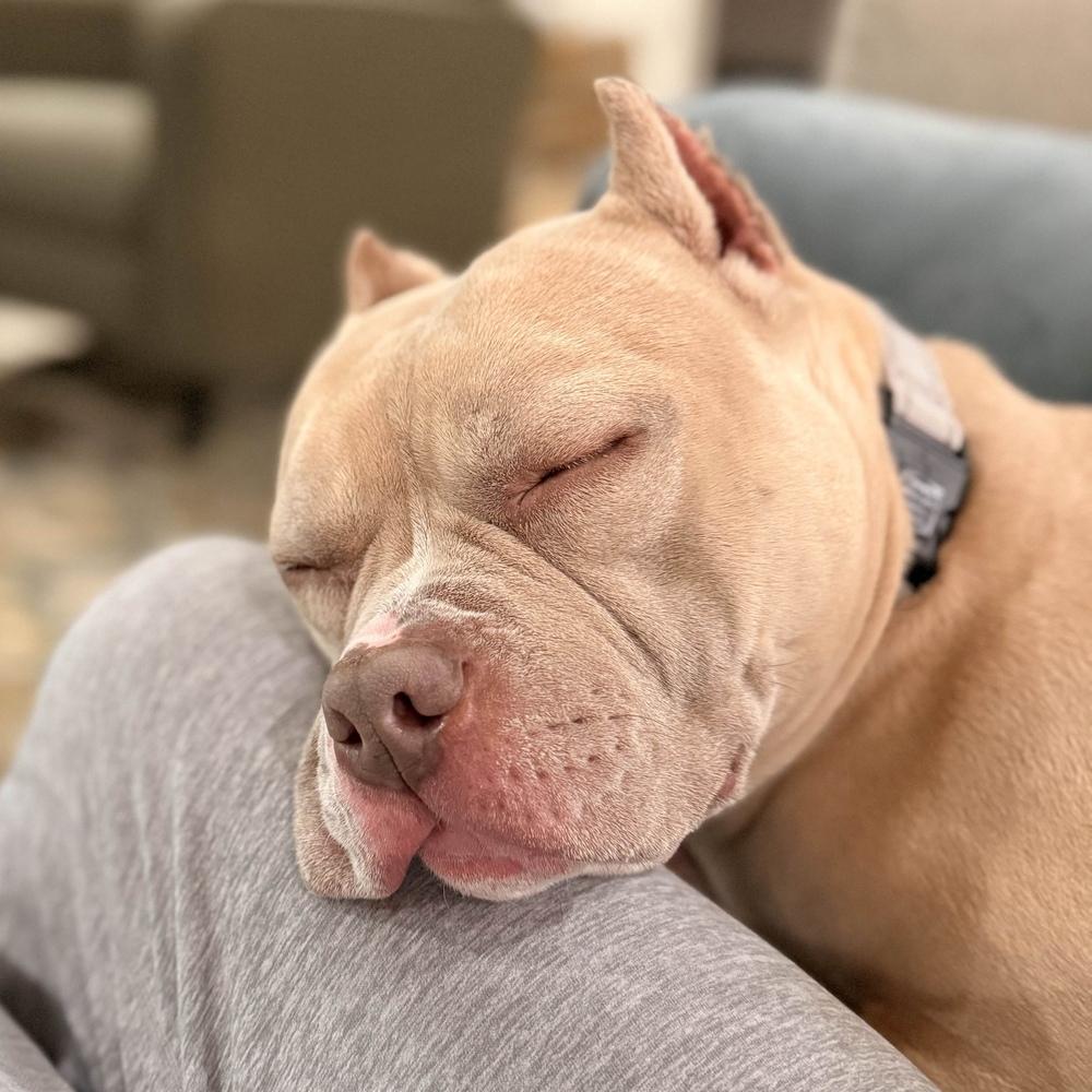 Enlarge Smurf - AVAILABLE, a Adoptable Pit Bull Terrier in Seattle, WA image 5/6