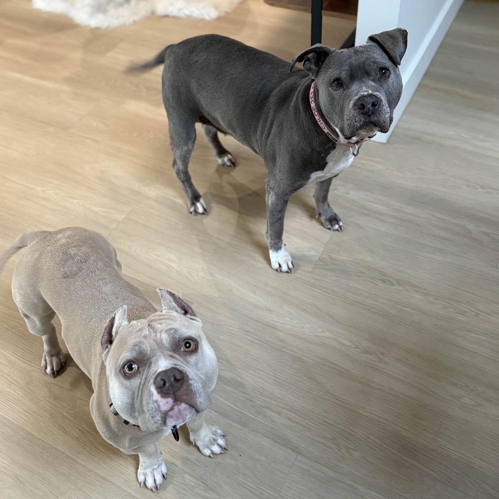 Enlarge Smurf - AVAILABLE, a Adoptable Pit Bull Terrier in Seattle, WA image 2/6