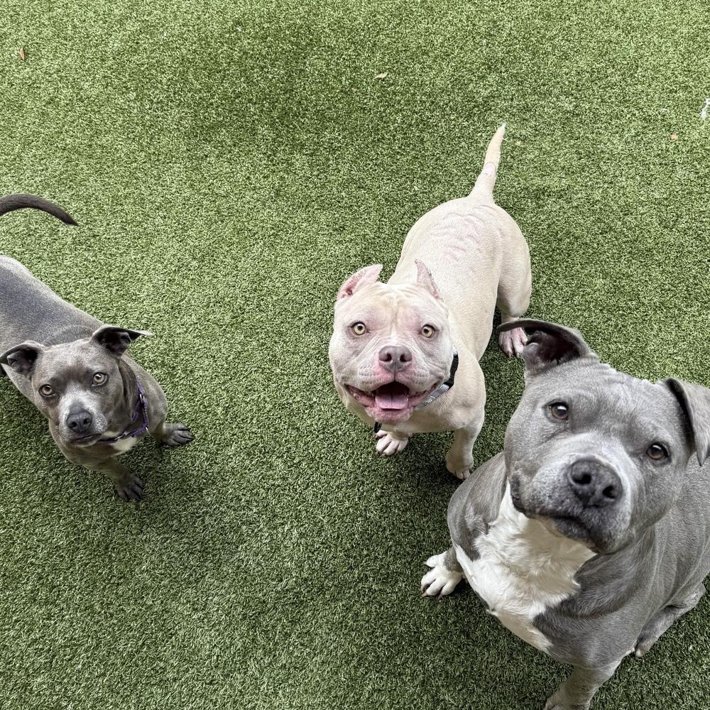 Enlarge Smurf - AVAILABLE, a Adoptable Pit Bull Terrier in Seattle, WA image 6/6