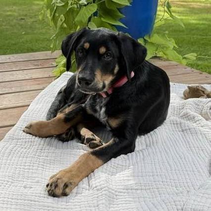 Enlarge Firefly-Foster, a Adoptable Mixed Breed in Grand Rapids, MI image 1/6