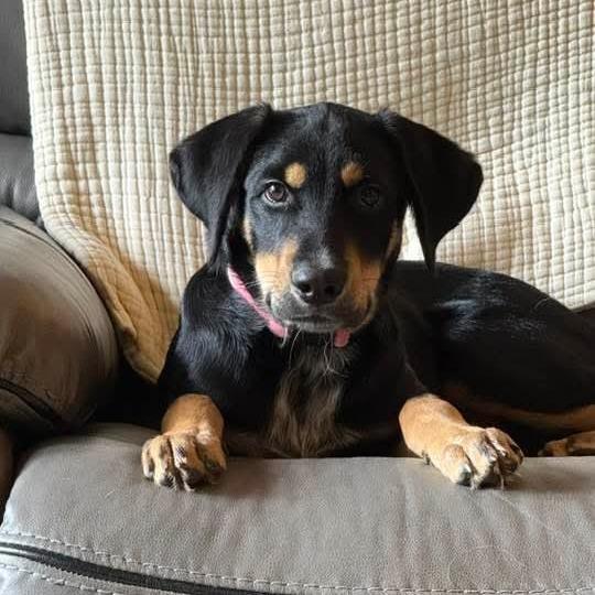 Enlarge Firefly-Foster, a Adoptable Mixed Breed in Grand Rapids, MI image 2/6