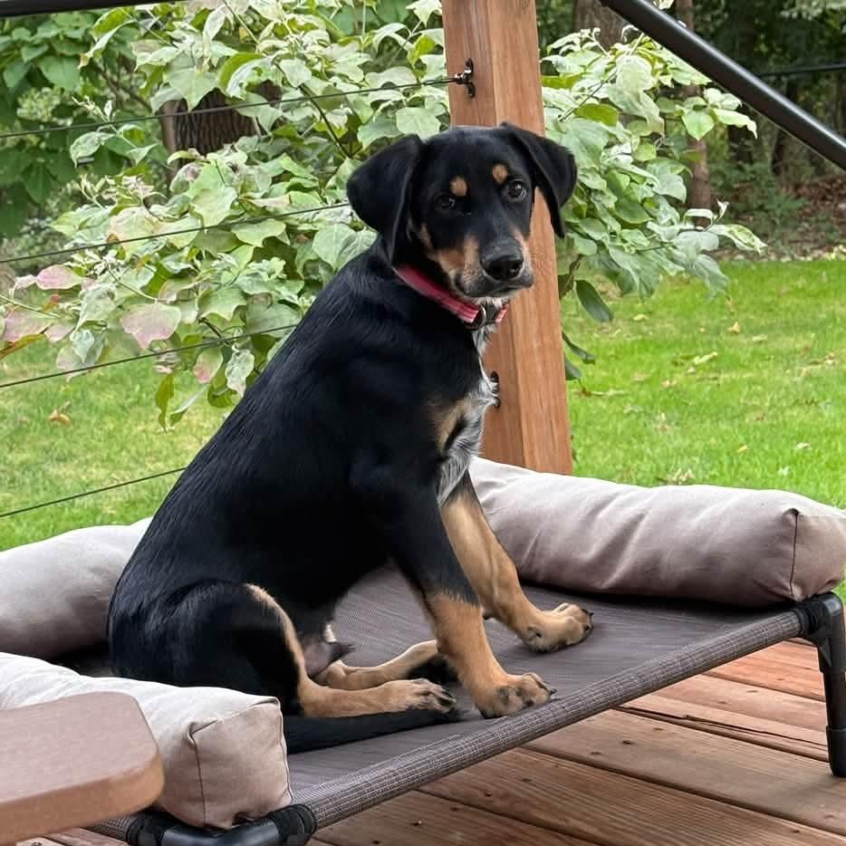 Enlarge Firefly-Foster, a Adoptable Mixed Breed in Grand Rapids, MI image 3/6