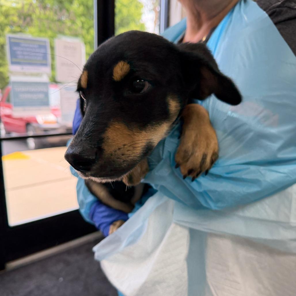Enlarge Firefly-Foster, a Adoptable Mixed Breed in Grand Rapids, MI image 4/6