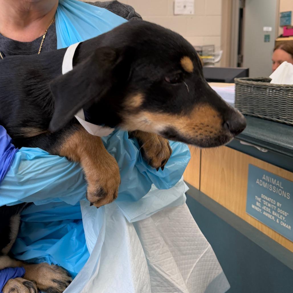 Enlarge Firefly-Foster, a Adoptable Mixed Breed in Grand Rapids, MI image 5/6